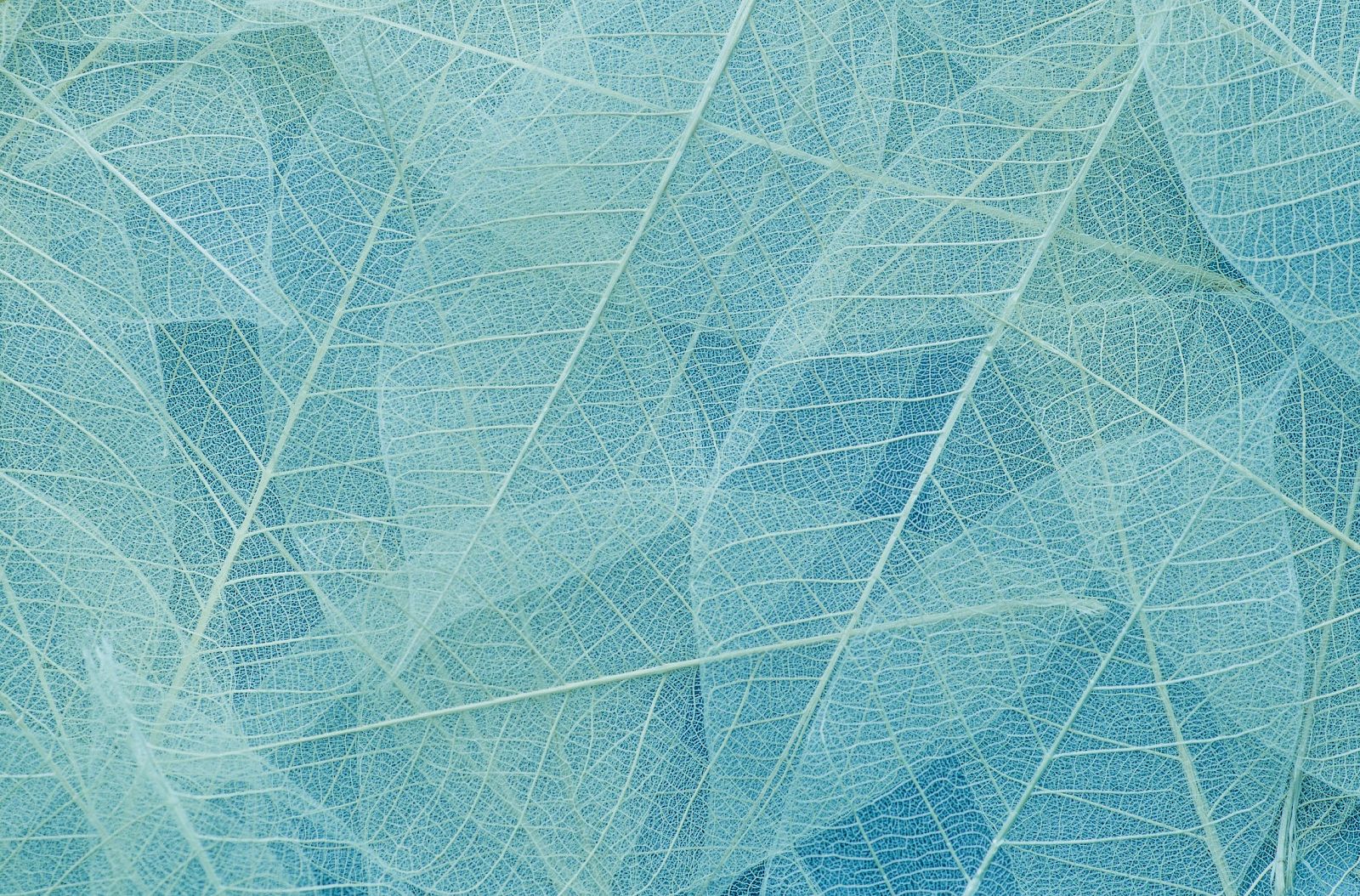 The image shows a close-up of delicate, translucent blue leaves with visible veins overlapping each other in a layered pattern.