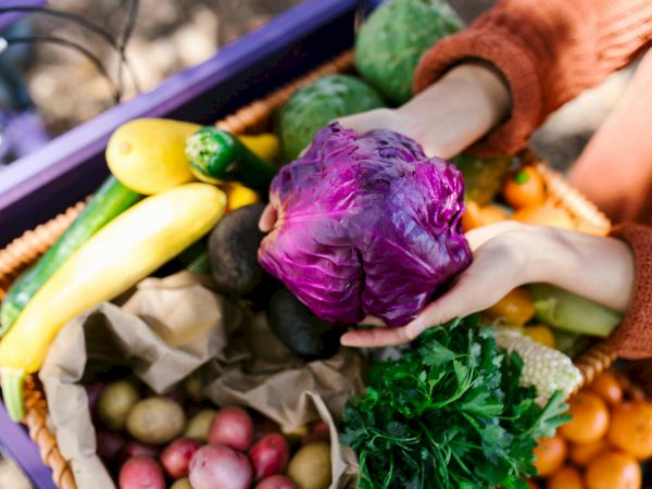 A person holding a purple cabbage over a basket filled with various fruits and vegetables, including squash, potatoes, and greens.