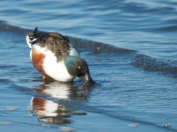 A duck with a colorful green and brown head is wading along the shoreline in shallow water, searching for food.