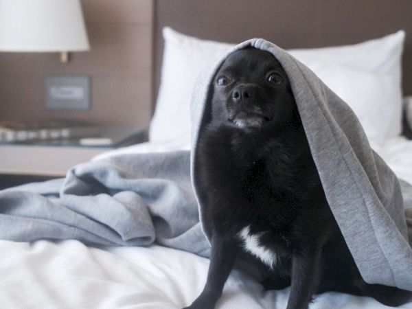 A small black puppy sits on a bed with a gray blanket draped over it, looking surprised in a cozy hotel-like bedroom.