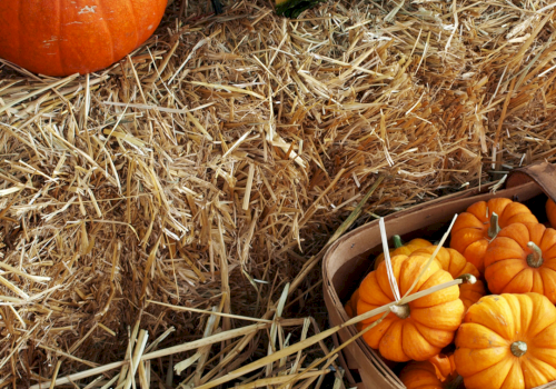 Bright orange pumpkins rest on straw hay in baskets and piles, including a small green squash near the top.