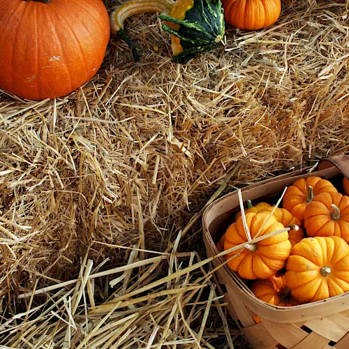 Bright orange pumpkins rest on straw hay in baskets and piles, including a small green squash near the top.