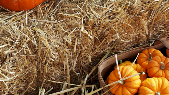 Bright orange pumpkins rest on straw hay in baskets and piles, including a small green squash near the top.